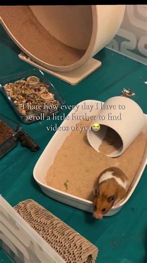 I’ll never stop rewatching them #petloss #hamster #hamsters