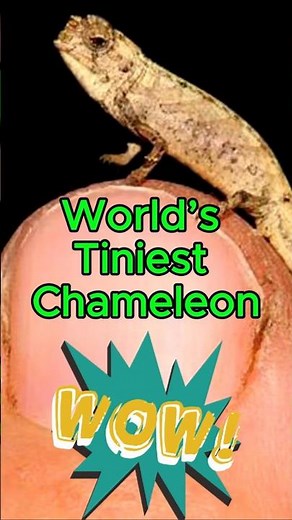 World’s Tiniest Chameleon: Brookesia nana 🦎 #shorts #animals #animalfacts #nature