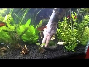 JAVA MOSS ON ROCKS - An Easy Project