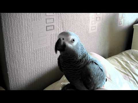 Amazing talking parrot. Swearing parrot