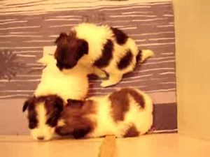 Chiots epagneul nain continental phalène