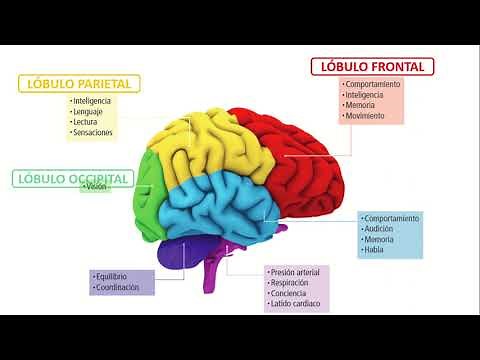 PARTES DEL CEREBRO Y SUS FUNCIONES