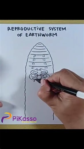 How to Draw Earthworm Reproductive System in Less Than One Minutes