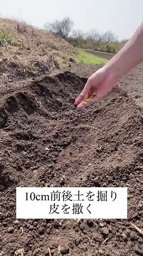 Banana peels can be easily sprinkled on fertilizer 🍌 [Kitchen garden]