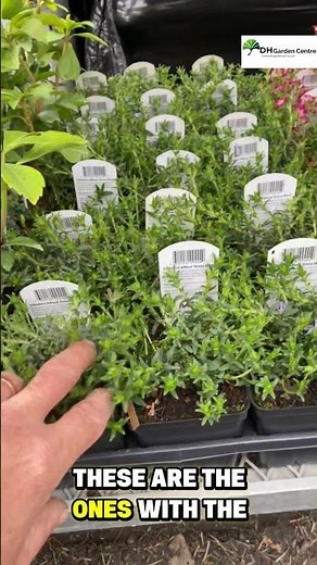 Need a tough ground cover for full sun? These are just starting to bloom #dhgardencenter