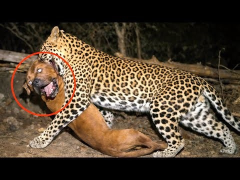 LEOPARD ATTACKS PITBULL - 6 LEOPARDS ATTACK DOGS CAUGHT IN VIDEO