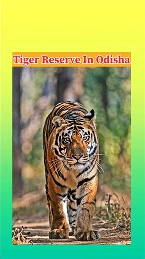 #Tiger reserve in odisha #ossccgl2026#osssc2026#odishajobs#osscrecruitment#osssc#tigerreserve#osssc