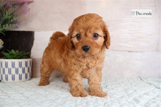 Zavier - Cavapoo Puppy 0667D3