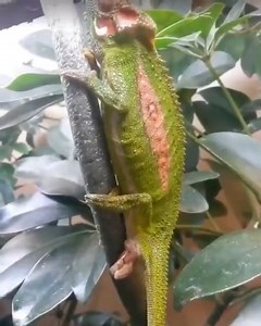 This #chameleon gives birth and #newborn sees world for the first time. #animalvideos | Animals Videos