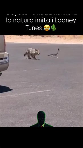2.5K views · 1.4K reactions | Coyote vs Road Runner… la natura imita...