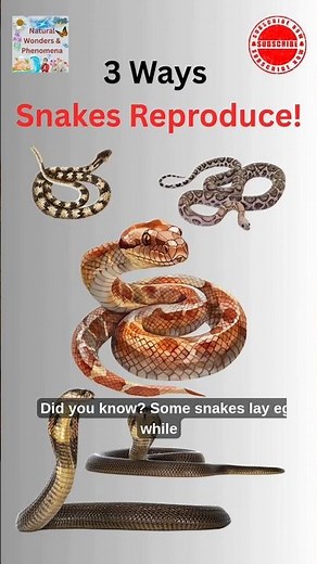 Snakes Lay Eggs AND Give Birth? Nature’s Reptile Mystery!