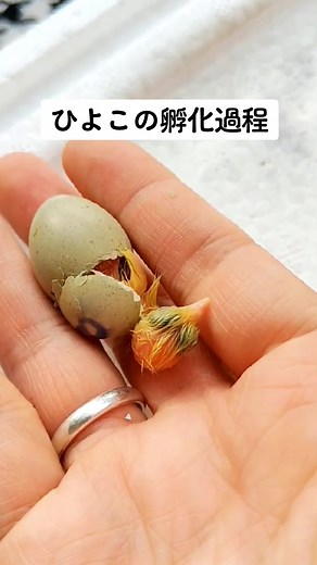 ひよこの孵化プロセスを体験しよう