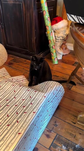 Cat Helpers: Why Cats Make Perfect Companions