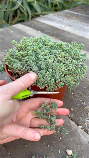78K views · 1K reactions | Let’s propagate Sedum dasyphyllum ‘Minor’, Kalanchoe tomentosa, and Crassula ovata ‘Gollum’  | Unique Succulent Designs | Facebook