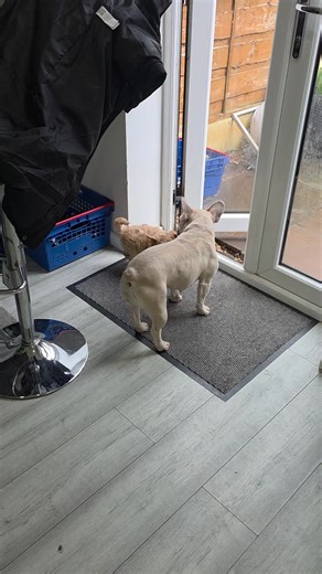 Dolly getting use to her big sister Belle 🐾🐶💗 #fyp #puppylove #frenchbulldog #dogs #sisters