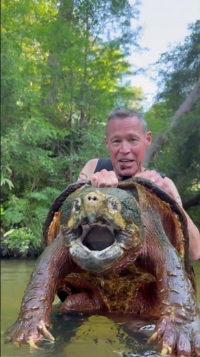 Giant alligator snapping turtle!