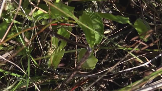 Volunteers relocating Venus flytraps to prevent poaching of rare plants