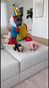 3.9M views · 116K reactions | Funniest Wake-Up Prank Ever!  Titan vs Peanut & Princess #funnyvideos #funnydog #doglife | Peanut And Titan | Facebook