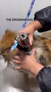 783K views · 5.5K reactions | THE GROOMING HAS BEGUN! Thank you Felicia Weston from The Dog Nanny Grooming Salon for donating your time and services for the Poms! ❤️❤️ We can’t wait to see how they all look! We will have some stylish photos soon! #twobytworescue #pomeranian #rescuedismyfavoritebreed #NoMoreBadDays | Two by Two Animal Rescue | Facebook