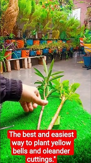 The best and easiest way to plant yellow bells and oleander cuttings."#gardeningtips #trendingshorts