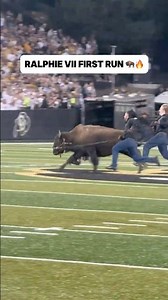 Ralphie VII's First Run 🦬🔥