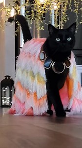 NYFW but make it feline 😌 | Rover The Cat