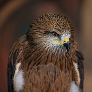 21 COMMON Birds That Are Found in Bhutan! (2025)