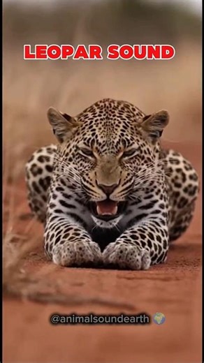 Leopard Sound Call in the Wild #animalsounds