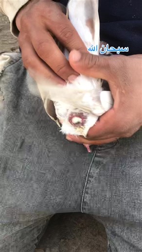 مصطفى محمد على TikTok