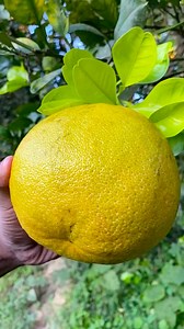 best ripe pomelo cutting #fruit #reel 🌴🌴🌴 | fruits and nature