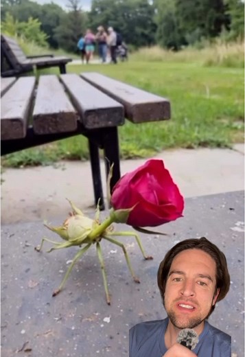 Rose Praying Mantis Observed in Texas Landscape