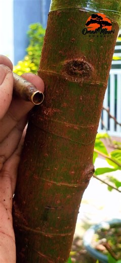 Master Grafting Techniques for Bonsai Trees