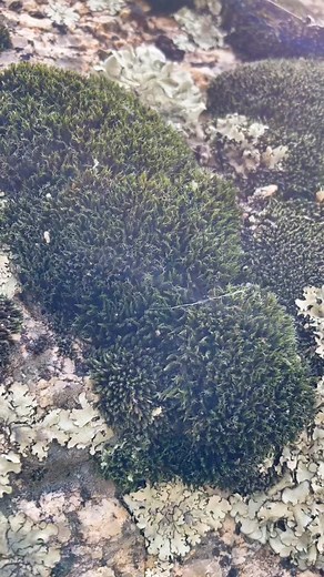 Would anyone join if the moss went live? #mossmom #mosstok #mosstiktok #wateryourmoss #mosstimelapse #timelapse #alphabetmafia🏳️‍🌈