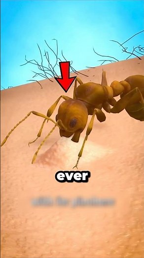 How To Deal With Ant Bite? 😨