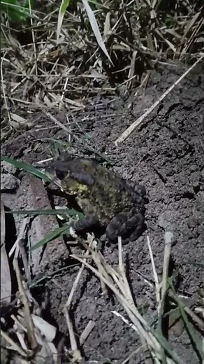 What did I find in the dark? (Big Toad Close-Up) 🔦 | Toad #toad #shorts