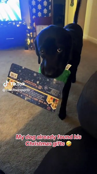 Dogs Opening Christmas Gifts: Hilarious Reactions