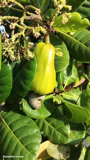 The forbidden fruit you actually eat! 🤯