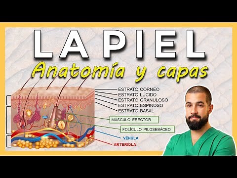 SKIN ANATOMY. Layers of the skin. Epidermis-Dermis-Hypodermis