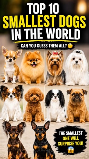 Top 10 SMALLEST Dogs in the World 🐶 #dog #doglove #pets #top10 #pets