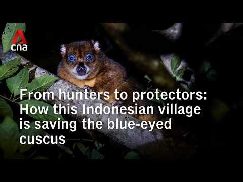 A community's fight to protect Indonesia's blue-eyed cuscus