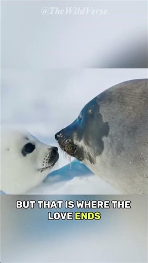 The World’s Worst Mother | Baby Harp Seal