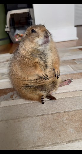 906K views · 43K reactions | Naughty/Funny Poppy Moments 珞❤️殺 • • • #prairiedog #animals #pet #funny #petlover #animal #instanimals #cute #fyp #foryou #foryoupage #viral #fypシ #poppytheprairiedog #viralreels #reels #reelsinstagram #rescue #rescuedogs | Poppy the Prairie Dog | Facebook