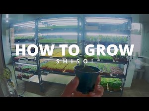 1. How To Grow Shiso!