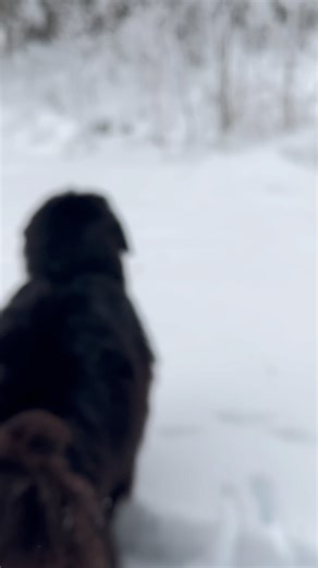 I’m a kangaroo 🦘 jump jump #kangaroo #jump #jumping #jumpingdog #jumpjump #funny #funnydogs #funnyvideos #funnyshit #newfie #newfielife #snowday #snowdog #winter #winterwonderland #winterdog #newfoundland #newfoundlanddog #fluffy #floof #floofy #floofydog #fluffydog #animal #funinthesnow | Sara Rolfsøn