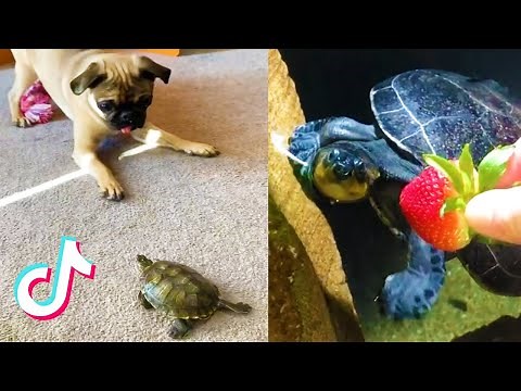 TikTok Turtles Doing Turtle Things TikTok Compilation 🐢