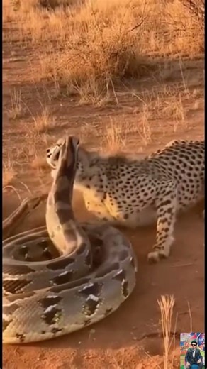 Cheetah vs Python – Protecting Cubs Brutal Survival