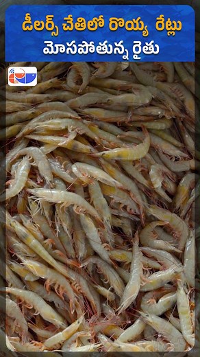 Shrimp Market Under Dealer Control: Farmers Struggle with Rising Losses | Fishery News Telugu #ShrimpPrices #AquaFarmers #MiddlemenIssue #ShrimpMarketCrisis #AquacultureNews #FarmerLosses #fisherynewstelugu | Fishery News Telugu