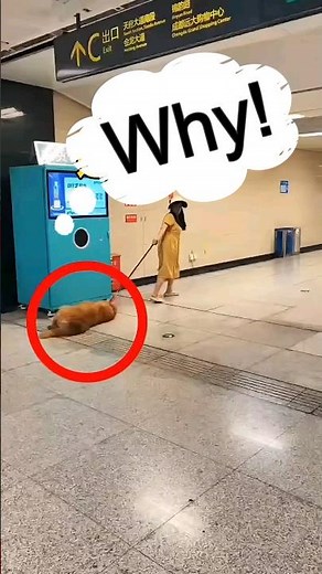 Golden Retriever Crazy Funny Moments | Try Not to Laugh 😸😹