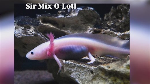 Brookfield Zoo Chicago introduces Sir Mix-O-Lotl