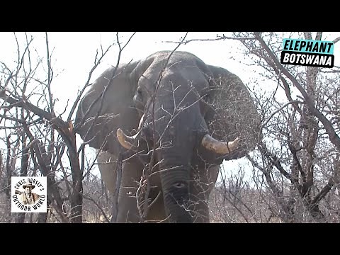 Exciting Finish to Botswana Hunt for a Giant Elephant